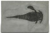Eurypterus (Sea Scorpion) Fossil - New York #310236-1